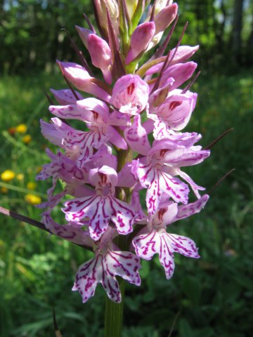 orchideeI